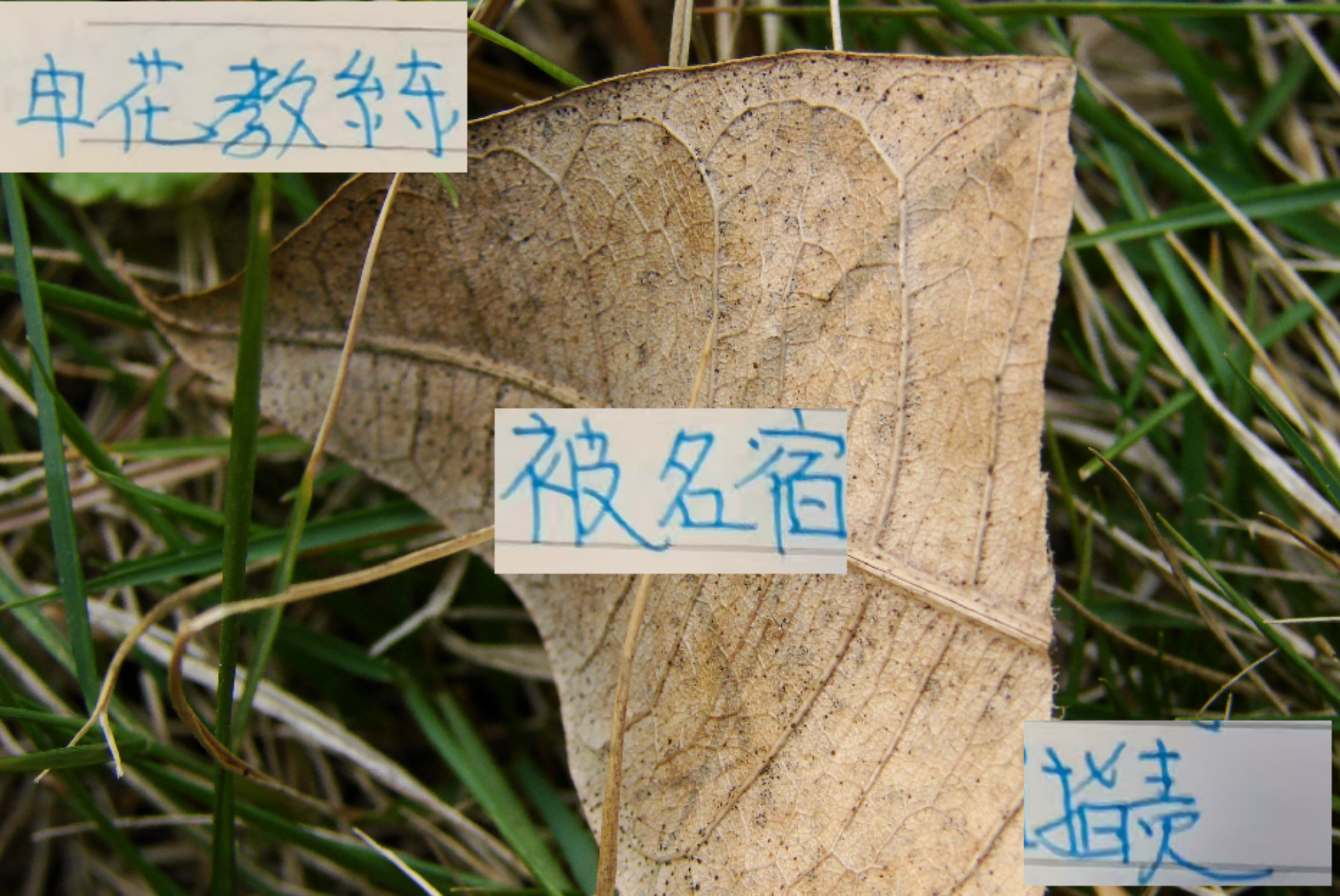 S赛官网-对比曹赟定对申花教练说法 感觉塞蒂恩对张稀哲使用才是大智慧